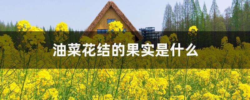 油菜花结的果实是什么