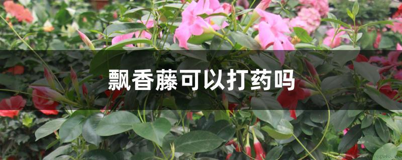 飘香藤可以打药吗