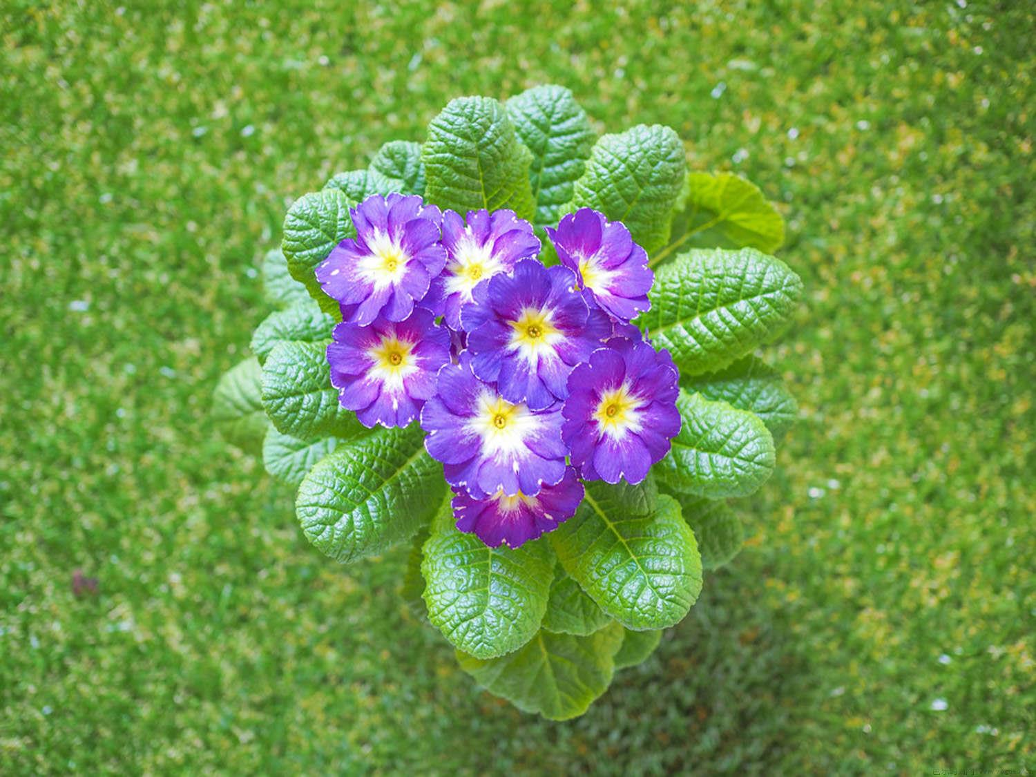 报春花花朵蔫了怎么办