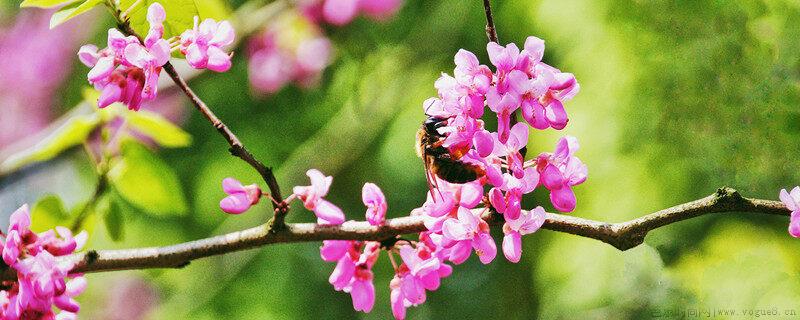 香港澳门国花标志