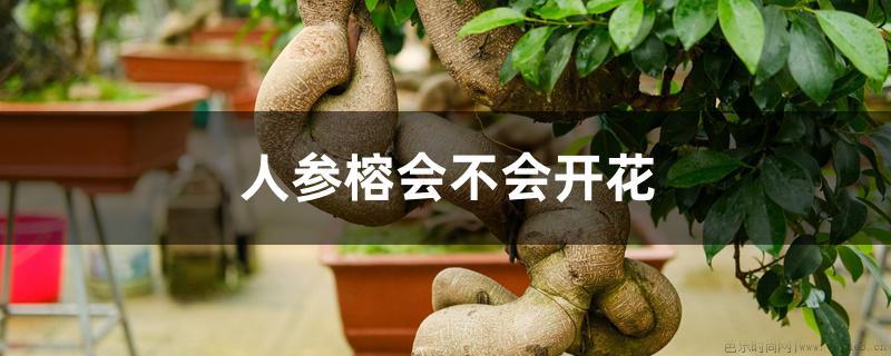 人参榕会不会开花