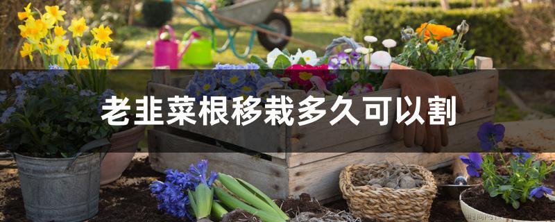 老韭菜根移栽多久可以割