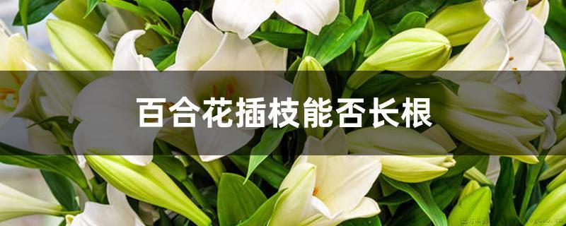 百合花插枝能否长根