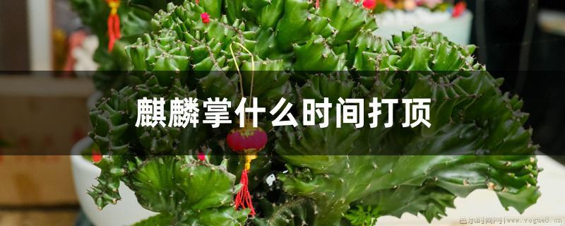 麒麟掌什么时间打顶