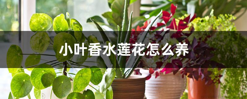 小叶香水莲花怎么养