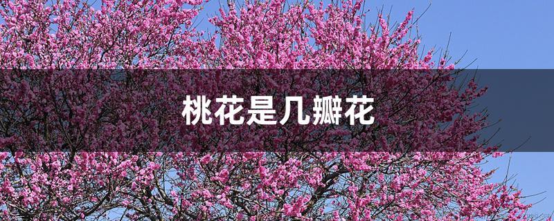 桃花是几瓣花