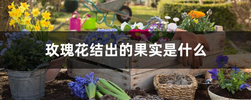 玫瑰花结出的果实是什么