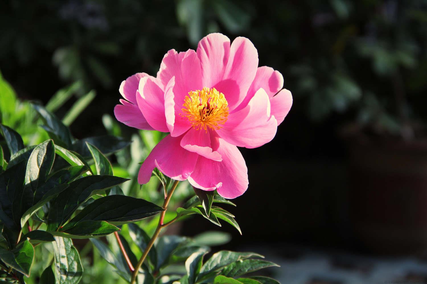 粉色芍药花的花语是什么，有什么寓意