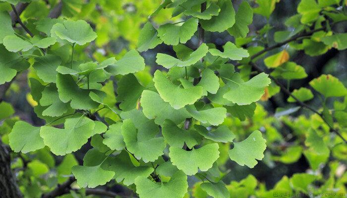 裸子植物有花和果实吗