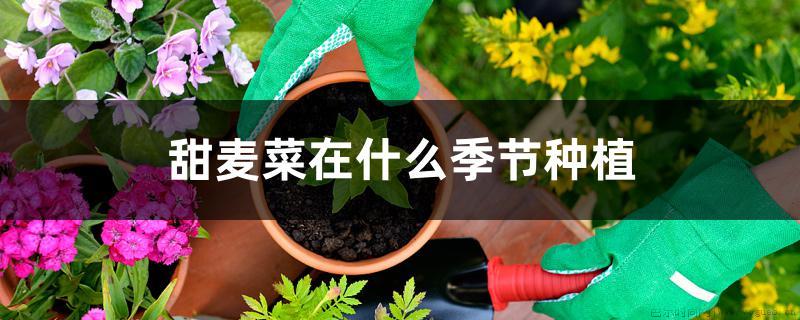 甜麦菜在什么季节种植