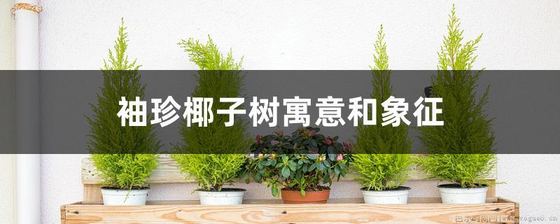 袖珍椰子树寓意和象征