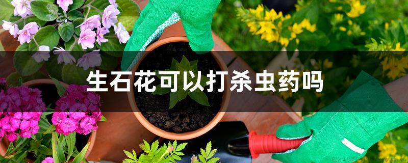 生石花可以打杀虫药吗