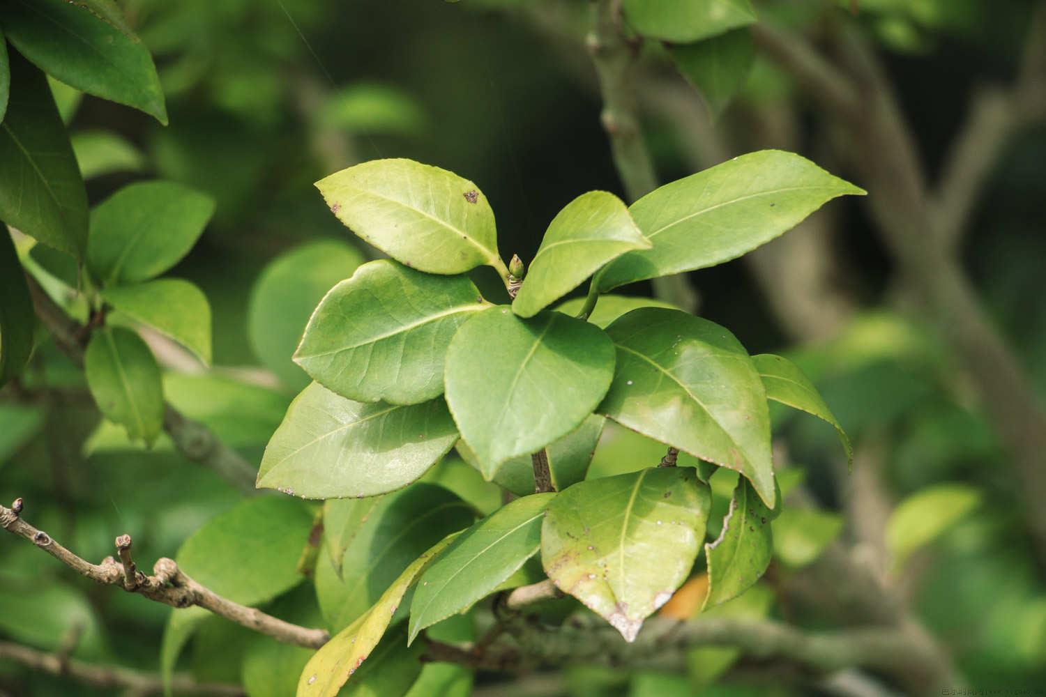 山茶花寓意，象征哪一类人