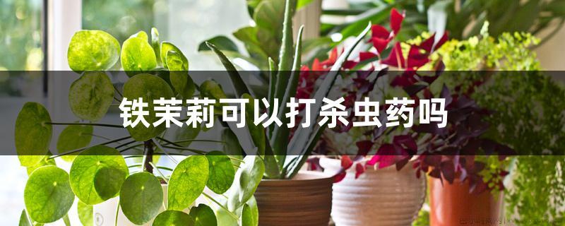 铁茉莉可以打杀虫药吗