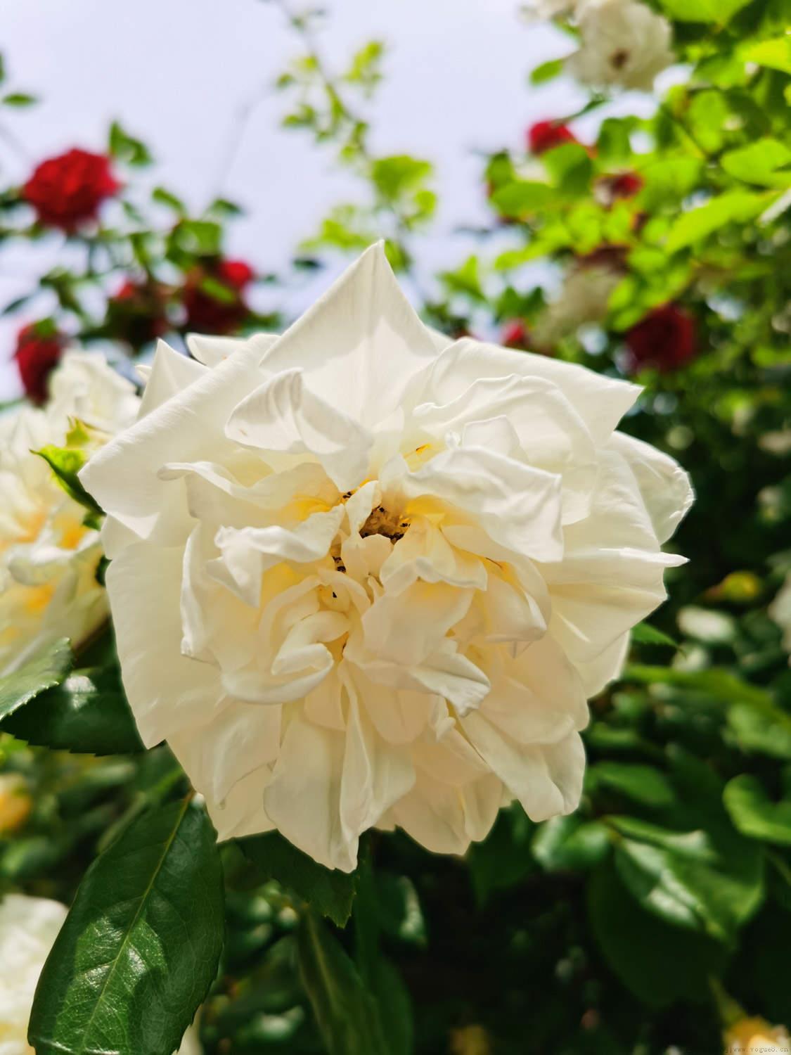 红蔷薇花语，不同颜色的花语