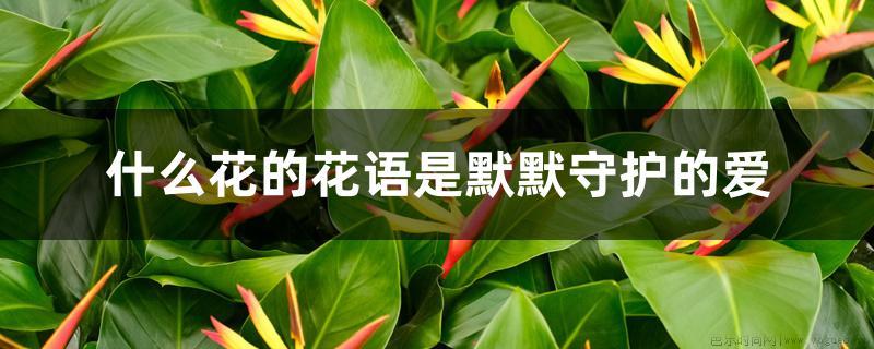 什么花的花语是默默守护的爱