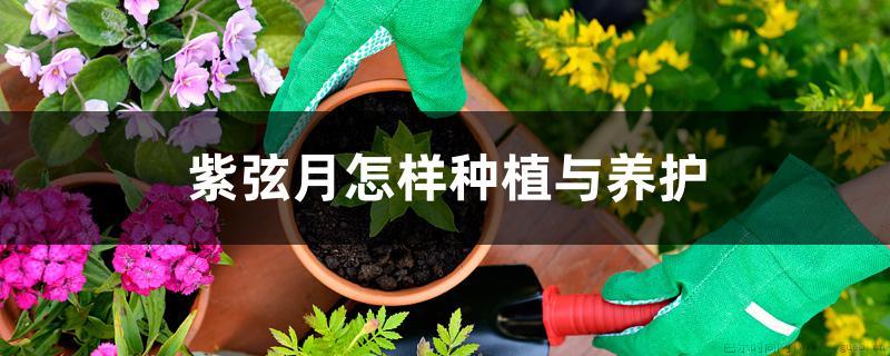 紫弦月怎样种植与养护，冬天根会冻死吗