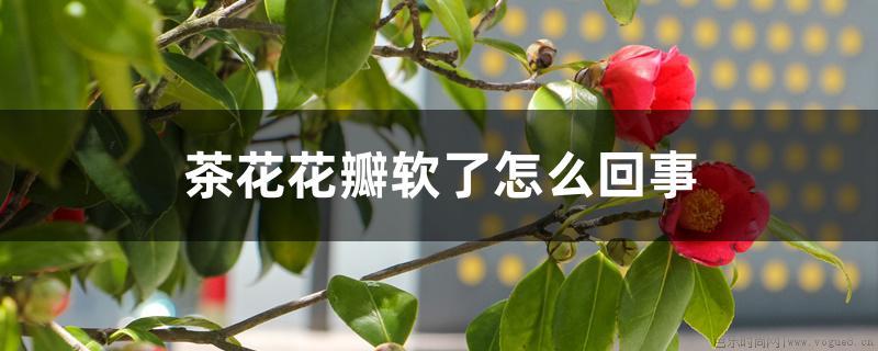 茶花花瓣软了怎么回事