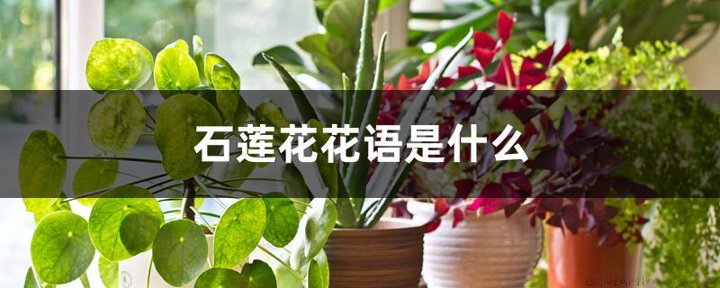 石莲花花语是什么