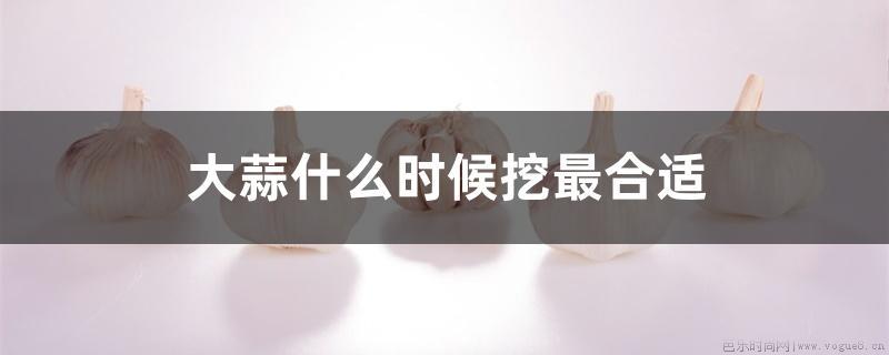 大蒜什么时候挖最合适