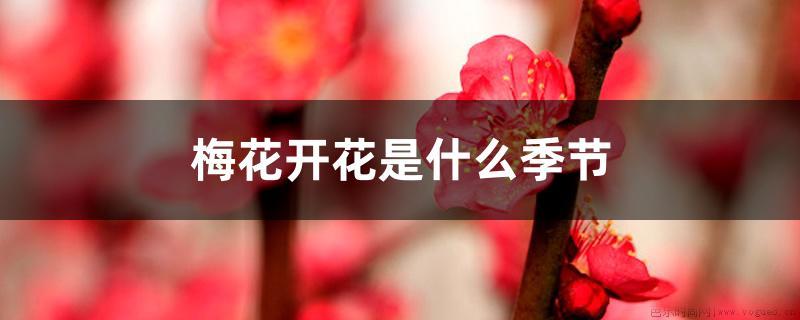 梅花开花是什么季节