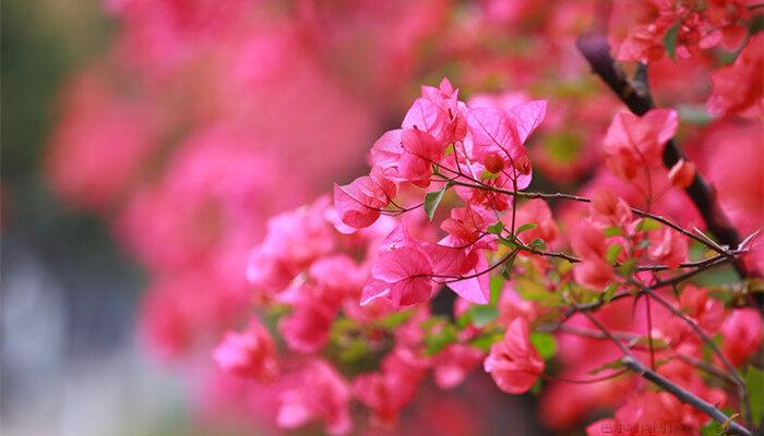 杜鹃花花语