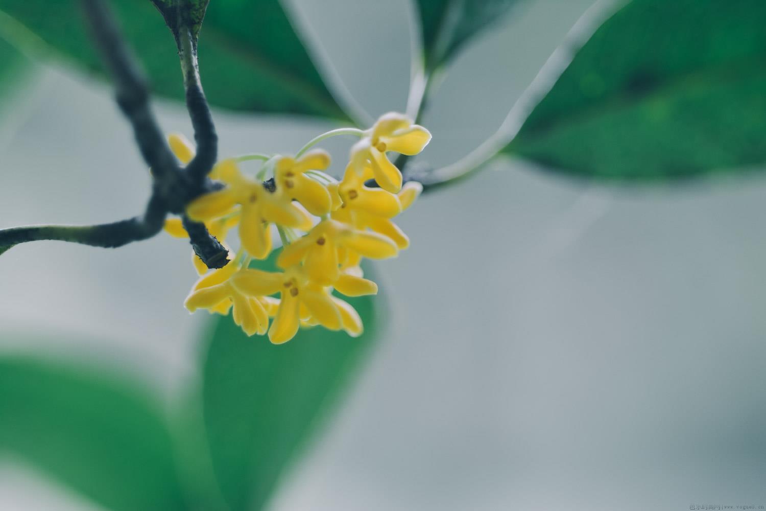 桂花树叶子发黄干枯后脱落怎么回事