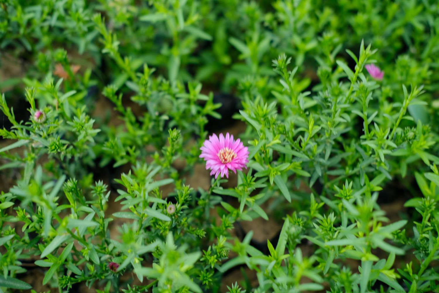 菊花种植技术与栽培管理