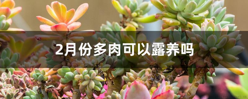 2月份多肉可以露养吗