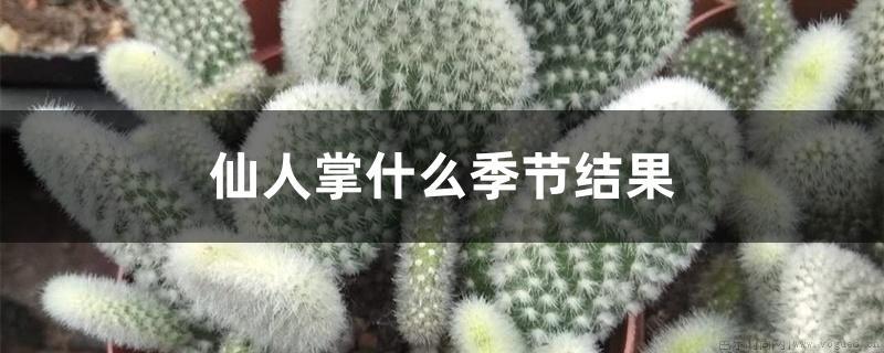 仙人掌什么季节结果