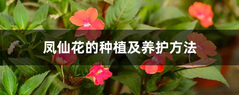 凤仙花的种植及养护方法