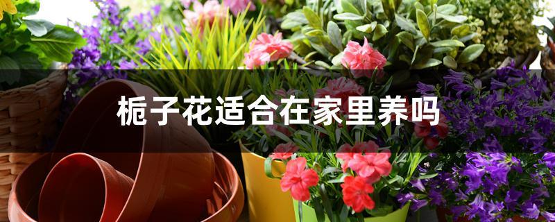 栀子花适合在家里养吗