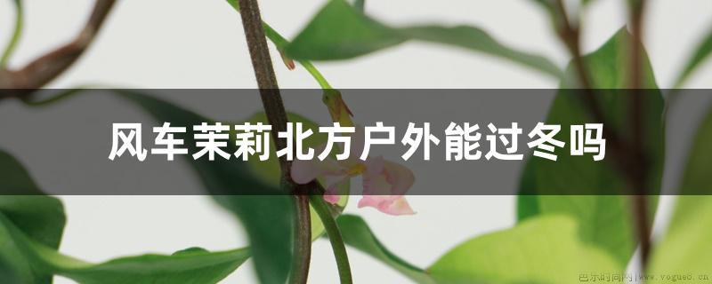 风车茉莉北方户外能过冬吗