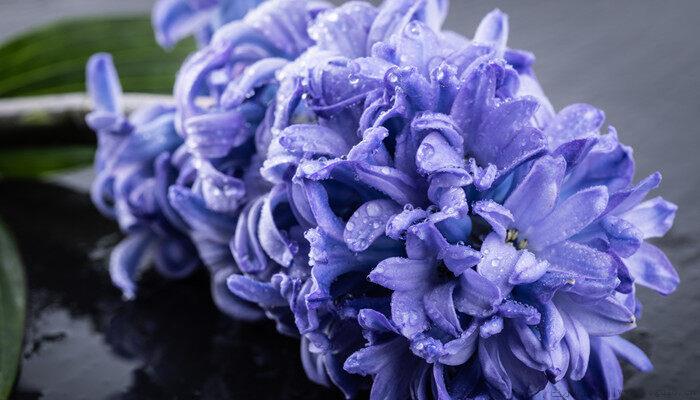 风信子花期多长