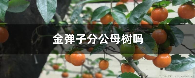 金弹子分公母树吗