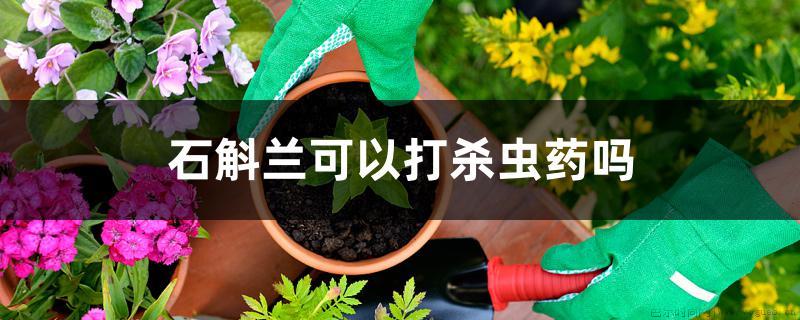 石斛兰可以打杀虫药吗