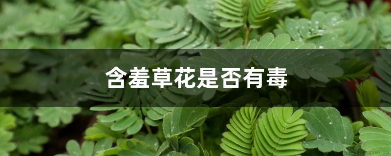 含羞草花是否有毒