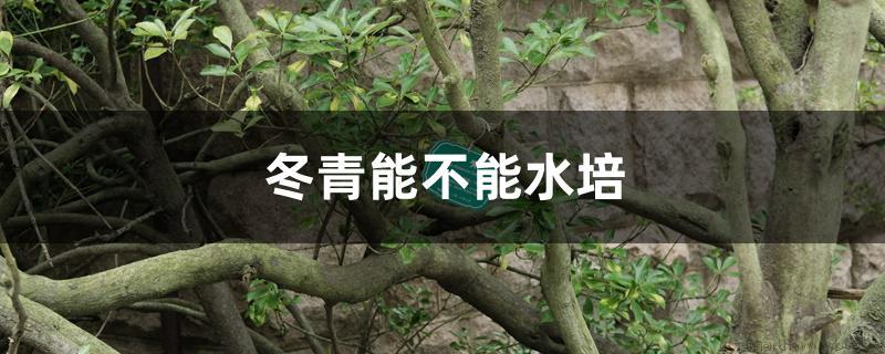 冬青能不能水培