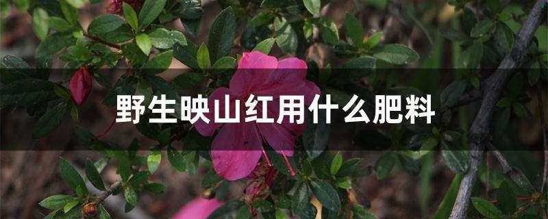 野生映山红用什么肥料