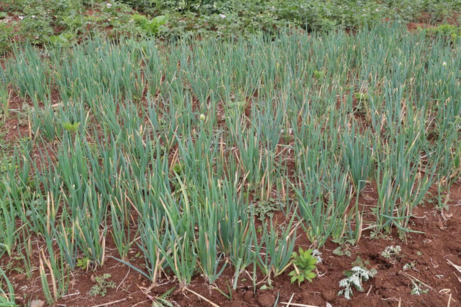 小葱种植时间和种植方法介绍