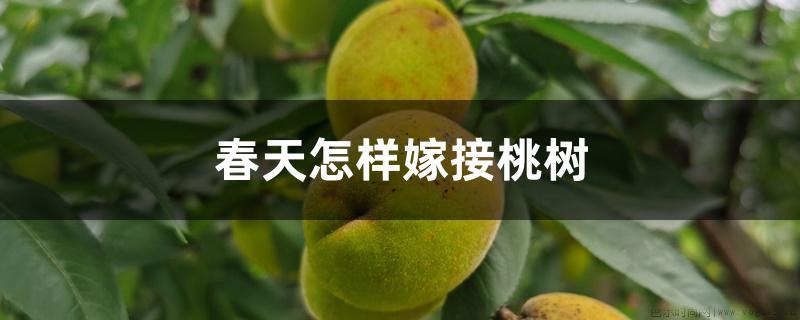 春天怎样嫁接桃树