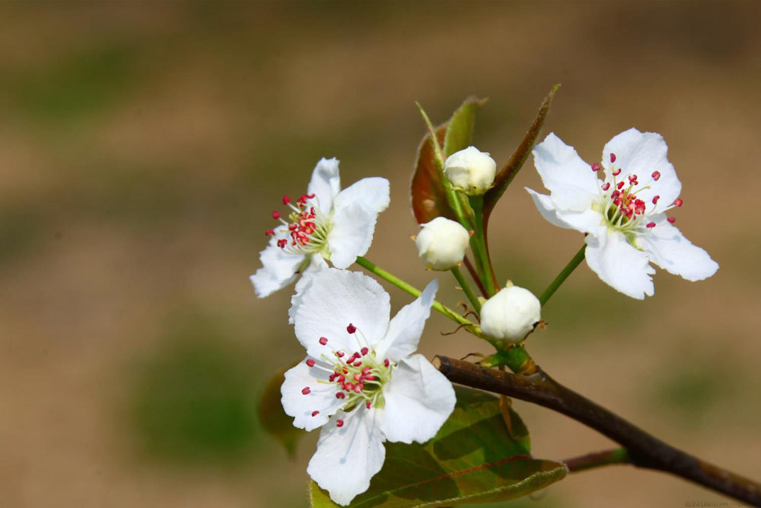 梨花受冻后怎样补救？梨花的花期管理