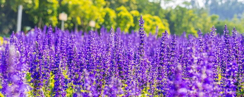 鼠尾草花语