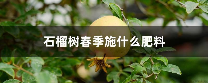 石榴树春季施什么肥料