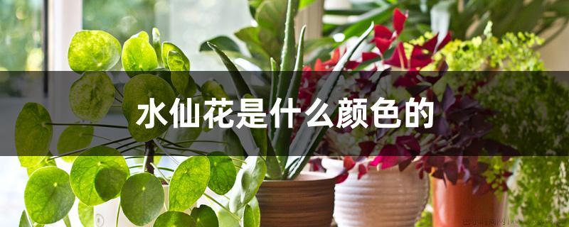 水仙花是什么颜色的