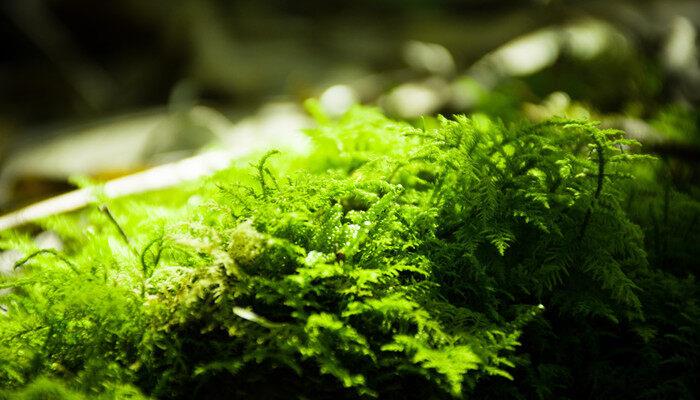 灯泡植物用什么植物