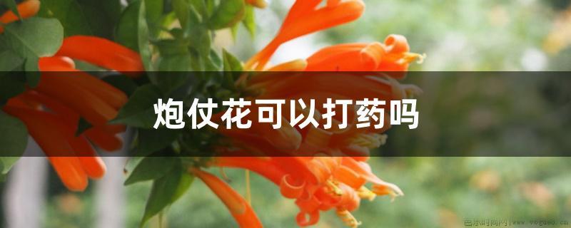 炮仗花可以打药吗