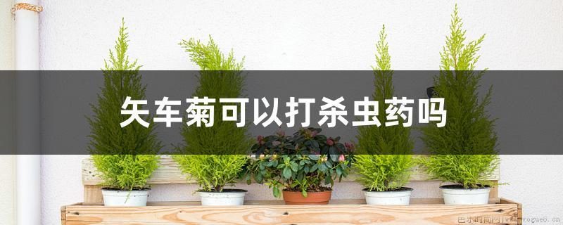 矢车菊可以打杀虫药吗