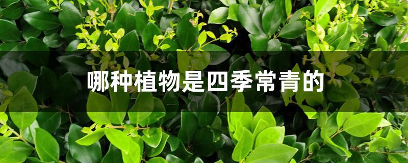 哪种植物是四季常青的