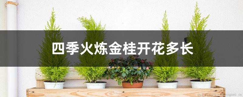 四季火炼金桂开花多长